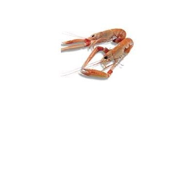 CONG. SCAMPI 8/12 MECDAFF